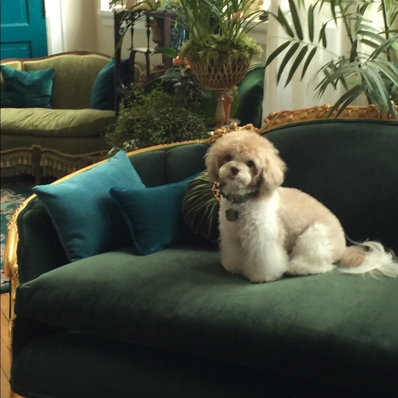 Meet your Posher, Aurora - Picture 6 of 8